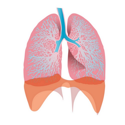 Poumons et diaphragme